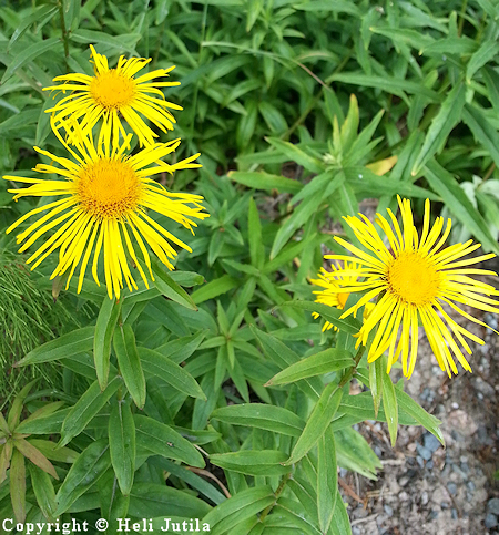 Inula salicina, rantahirvenjuuri